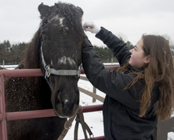Taylor Jones prepares a horse to bring into the barn and be fed at the Equest Center for Therapeutic Riding